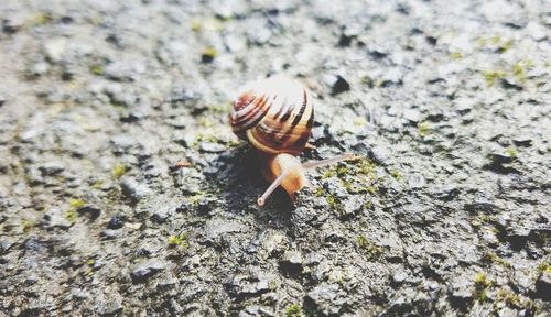 Close-up of snail on rock