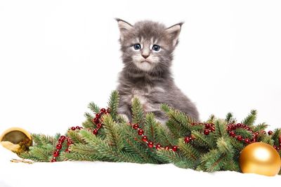 Portrait of kitten sitting on floor