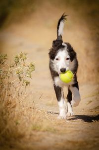 Portrait of a dog running on field