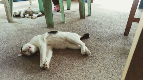 High angle view of cat sleeping