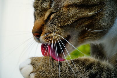 Close-up of a cat