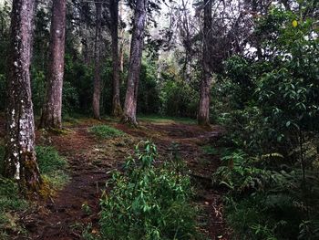Trees in forest