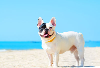 Portrait of french bulldog standing at beach against clear blue sky