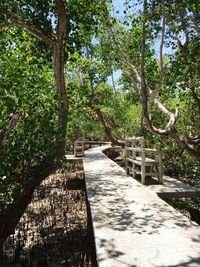 Trees in park