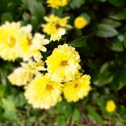 Close-up of yellow flower