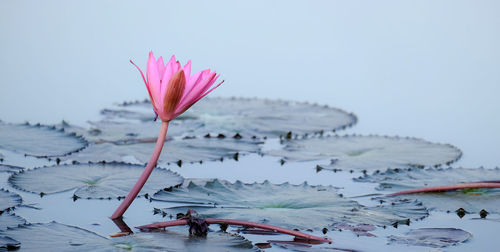 Close-up of pink water lily in lake