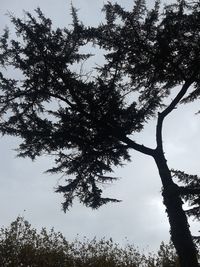 Low angle view of tree against sky