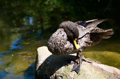 Close-up of bird on lake