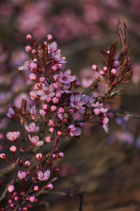 Close-up of pink flowering plant