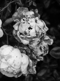 Close-up of rose bouquet