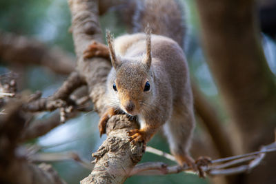 Close-up of squirrel on tree branch