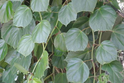 Full frame shot of plants