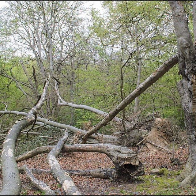 tree, tranquility, tranquil scene, nature, branch, growth, landscape, tree trunk, scenics, forest, green color, beauty in nature, non-urban scene, bare tree, day, field, fence, grass, no people, outdoors