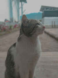 Close-up of a cat looking away