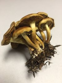 Close-up of flower over white background