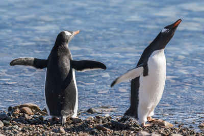 Penguin swimming in sea