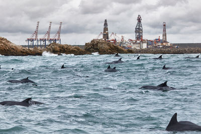 Dolphins before port of ngqura at coega