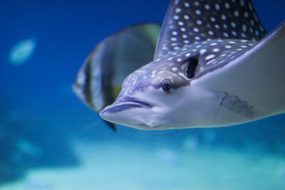 Close-up of fish swimming in sea