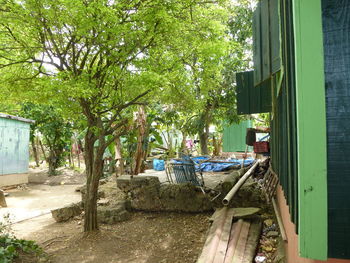 Trees and plants outside house in yard