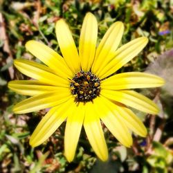 Close-up of yellow flower