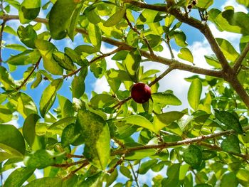 Low angle view of cherries on tree against sky
