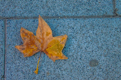 High angle view of maple leaf on tiled floor