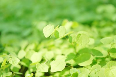 Close-up of fresh green leaves