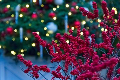 Close-up of christmas tree