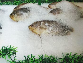 High angle view of fish on ice