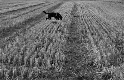 View of dog on field