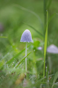 Close-up of mushroom growing in field