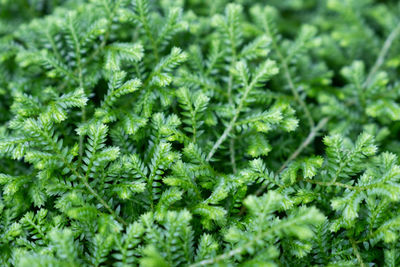 Full frame shot of fresh green plants