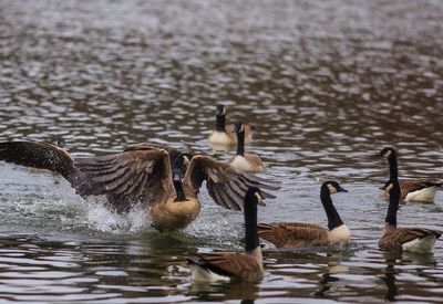 Canada geese swimming in lake