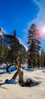 Trees on snow covered field against sky