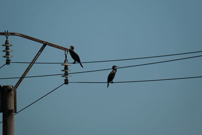 Low angle view of bird perching on cable