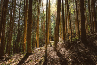 Trees growing in forest