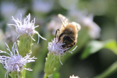 Close-up of bee on flower