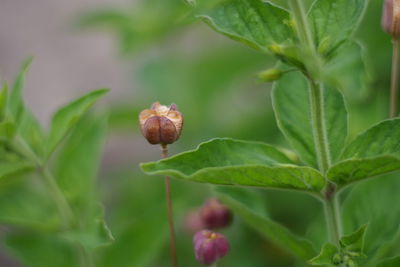 Close-up of fruit growing on plant