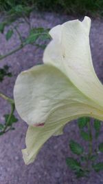 Close-up of white flowers