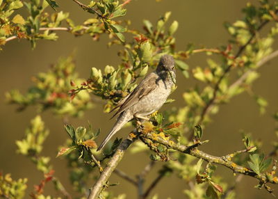 Close-up of bird perching on branch