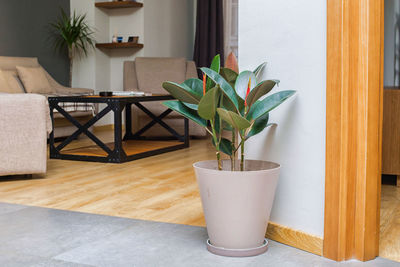 Potted plants on table at home