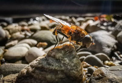 Close-up of bee on rock