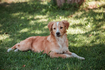 Dog sitting on grass