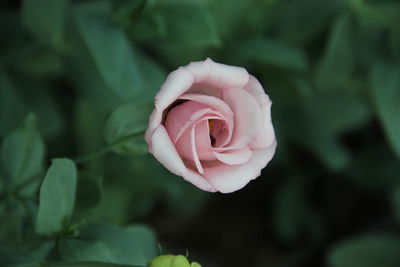 Close-up of pink rose