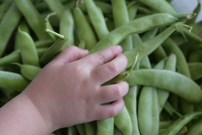 Close-up of hand holding leaf