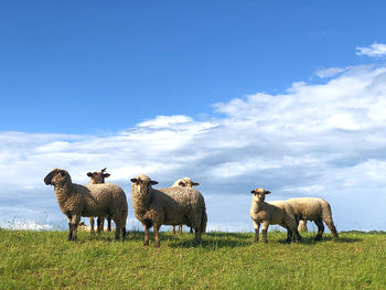 Flock of sheep on field against sky