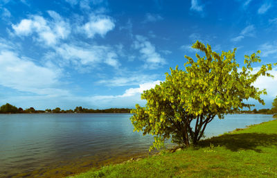 Tree by lake against sky