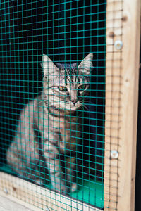 Portrait of cat in cage
