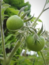 Close-up of fruit growing on plant