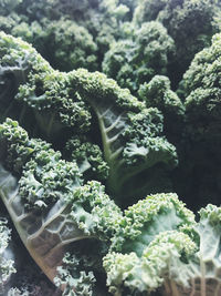 High angle view of vegetables